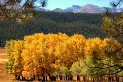 Fall Colors Rocky Mountains